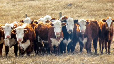 Ganadería bovina en Río Negro: el Gobierno dio créditos por más de $1.000 millones en 2025