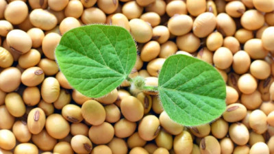 El tablero geopolítico mundial cambia, el mercado de la Soja también., por Manuel Alvarado Ledesma - Agrositio