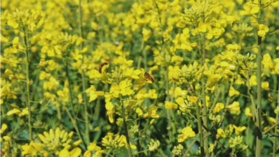 Analizar la calidad de granos, clave para la agroindustria argentina