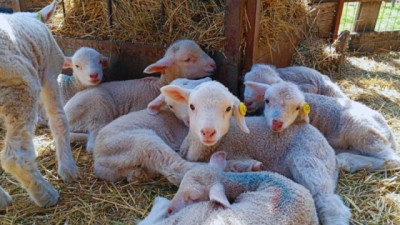 Una raza Ovina doble propósito, calidad de carne y lana fina