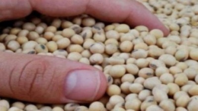 Entre la demanda de China y el récord de Brasil: El mercado de Soja en transición