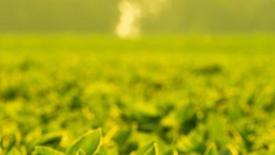 Novonesis y SpeedAgro anuncian una alianza estratégica