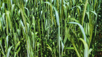 Triticale, una especie en expansión con 2 nuevos cultivares desarrollados por INTA