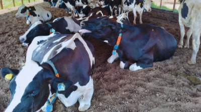 Lechería: con tecnologías de precisión, es posible anticiparse al estrés térmico en vacas