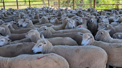 Tras 19 años, Entre Ríos reanudó la exportación de carne ovina hacia Medio Oriente