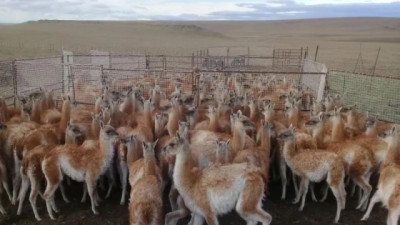 Santa Cruz: Plan de Manejo del Guanaco cerró 2025 con 10.294 ejemplares aprovechados