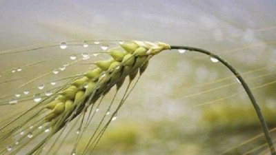  Clima: cuando la lluvia no llega donde más se la necesita - CCA/Agrositio