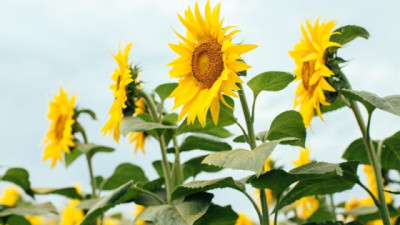 Corteva y bp lanzan Etlas™, un Joint Venture de materia prima para biocombustibles