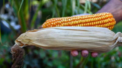 Buscamos el Primer Lote de Maíz de la cosecha 2025/2026