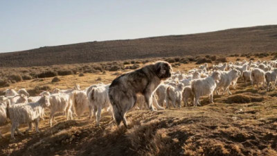 Ganadería y carnívoros en la Patagonia: cómo pensar una convivencia posible