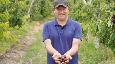 Cerezas en Comodoro: un proyecto apunta a cosechar más de 40 mil kilos de fruta de primera calidad la próxima temporada