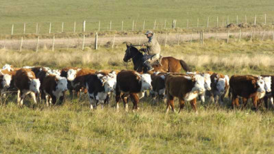 Salta: Desarticulan una banda dedicada al cuatrerismo en el departamento Anta