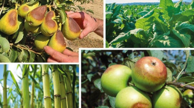 Bioestimulantes de acción inmediata frente al estrés