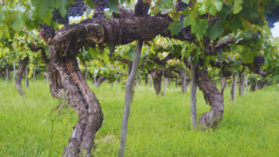 Impulsan la revalorización de las Uvas criollas con potencial enológico