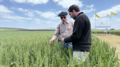 Equipo que gana no se toca: las claves de un Trigo que rindió 6000 Kg / Ha