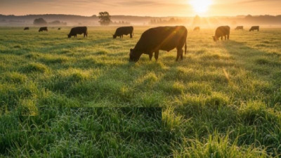 Siembra de pasturas y verdeos: Un momento excepcional para invertir