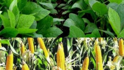 Volatilidad global y Granos: qué mirar y cómo decidir en la campaña 2025/26