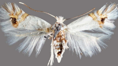 Río Negro: detectan el avance de la polilla del álamo