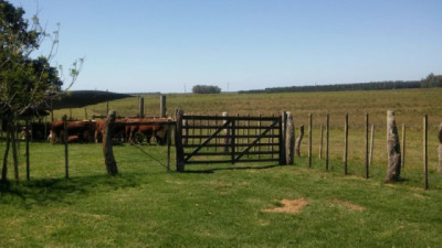 Las rentas subieron 5% en promedio durante el primer semestre de 2025