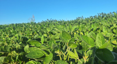 La soja arranca la semana en alza en Chicago, con la demanda y el escenario global en el centro de la escena