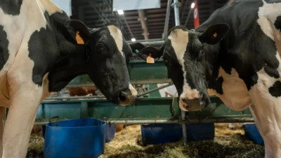 Lechería: claves nutricionales para evitar caídas de la producción en verano