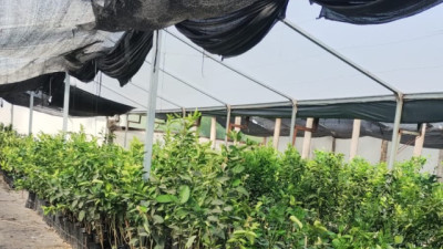 SENASA moderniza el Registro Fitosanitario con menos burocracia y gestión digital