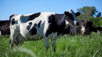 Las exportaciones del sector lechero fueron las más altas de los últimos 12 años