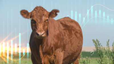 Gestión fina en Ganadería: vender, retener o esperar según precios y stock