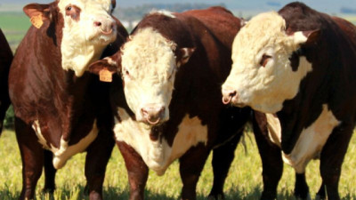 Ganadería: menor producción, precios firmes y márgenes ajustados en el inicio de 2026