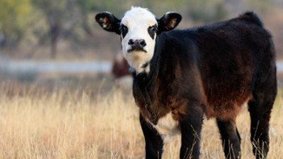 Abomasitis en terneros lactantes: una enfermedad subdiagnosticada y de alta mortalidad