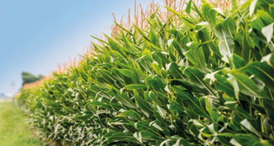 Soja y Maíz muestran buenas condiciones, Girasol y Sorgo avanzan con demoras