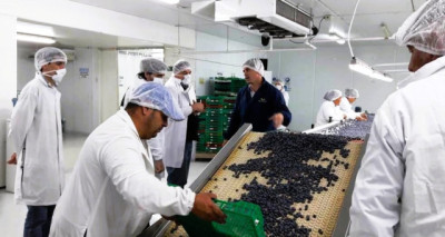 En 2025 se certificó exportación de más de 4200 toneladas de arándanos desde Entre Ríos