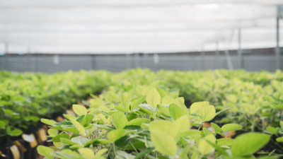 DONMARIO MÁS 2026: Cinco lanzamientos estratégicos y claves de manejo para 