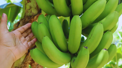 Transforman bananas de descarte en harina sin gluten