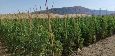 Vacunan plantas de tomate con hongos