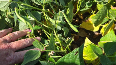 Innovadoras estrategias tecnológicas para potenciar el cultivo de poroto