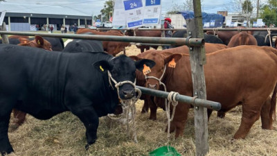 ¿Por qué 2026 será el año del despegue de la ganadería?