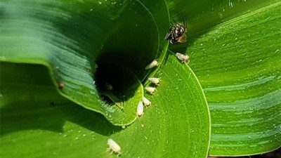 Chicharrita del maíz: suben las poblaciones con el avance de los maíces tardíos