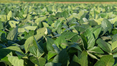 Soja en alza en Chicago: sube más del 4% y arrastra a Trigo y Maíz