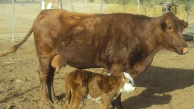 Nopal: la alternativa forrajera que permite producir carne en campos secos