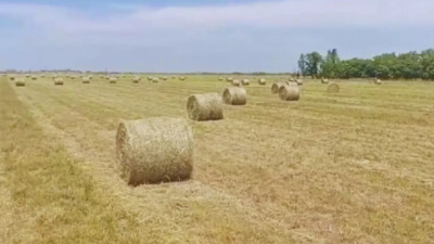 Reservas forrajeras: cómo aprovechar los excedentes