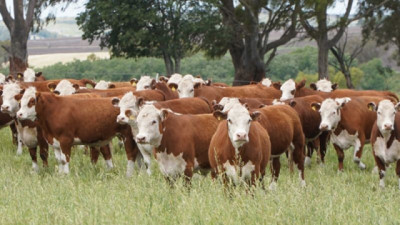 Diagnóstico y fertilización: el camino a más kilos por hectárea de carne y leche