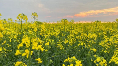 Soriano, Río Negro y Paysandú concentraron el 48% de la colza, carinata y camelina en 2025, según URUPOV