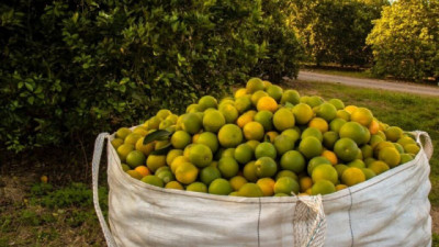 La temporada global de Cítricos estaría marcada por la volatilidad