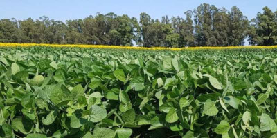 Soja en región núcleo: se esperan 600.000 t menos de lo que se proyectaba a inicios de campaña