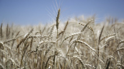 Se fortalece la competitividad del trigo argentino, que alcanza un récord de exportación