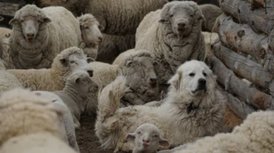 Perros protectores: la estrategia que reduce 87% las pérdidas en Patagonia