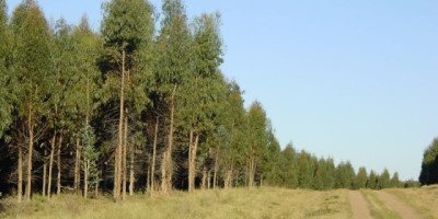 De 1 a 10 argentina multiplica sus proyectos agroforestales certificados y gana posición en el mercado global de carbono