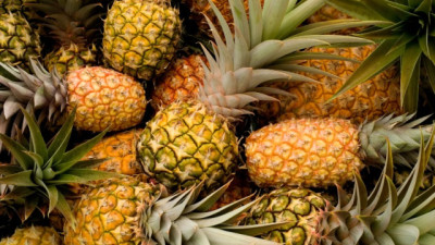 Ananá: el mulching plástico impulsa la innovación y expansión del cultivo