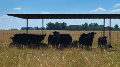 Ganadería: recomendaciones para sostener la producción y evitar pérdidas en verano